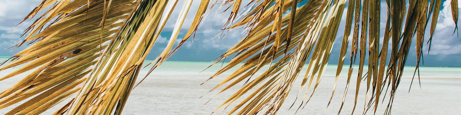 Palm Trees on the Beach